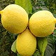 罗克珊 四川安岳柠檬 净重5.5斤