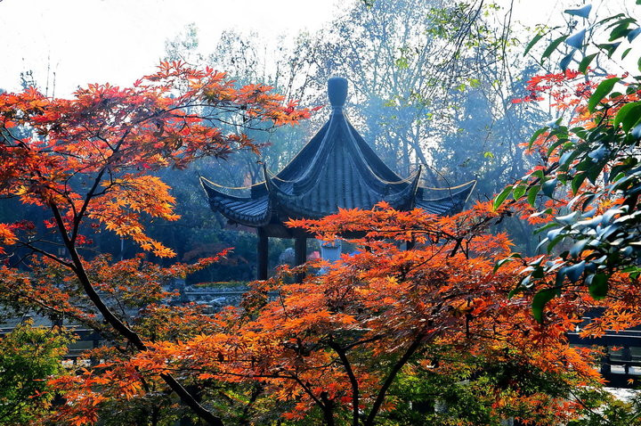 南京栖霞山的枫叶就快红了！这可是中国四大赏枫圣地之一，N多皇帝都来过~