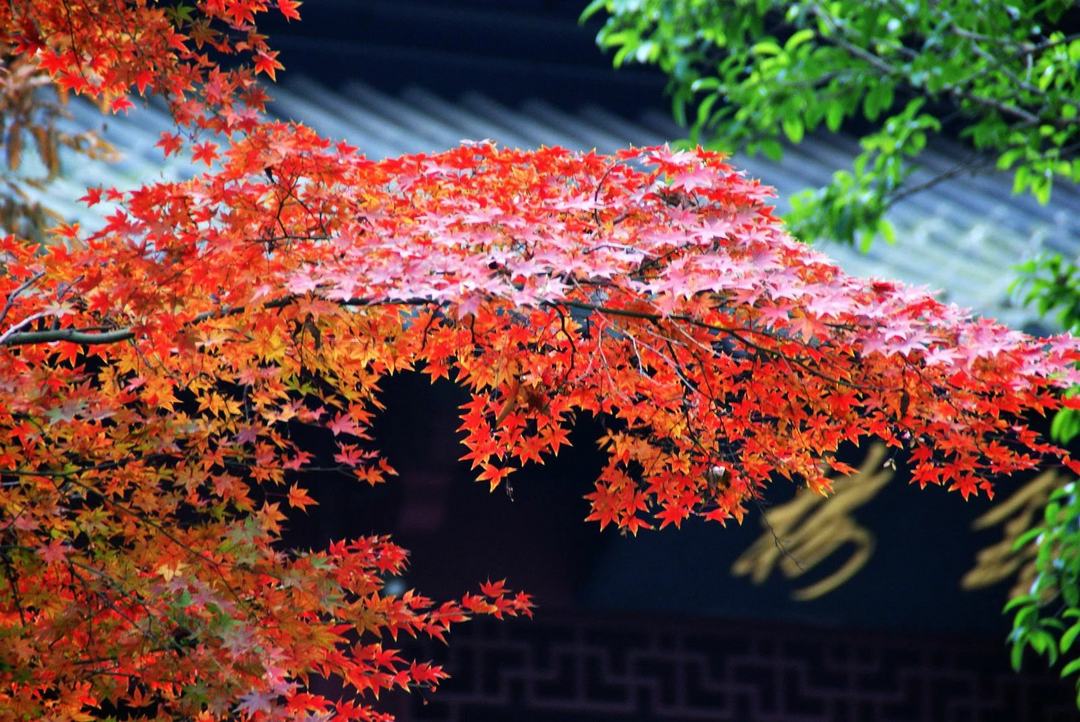 南京栖霞山的枫叶就快红了！这可是中国四大赏枫圣地之一，N多皇帝都来过~
