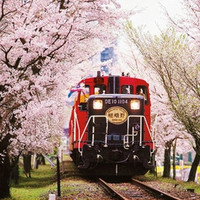 日本京都岚山嵯峨野 观光小火车车票