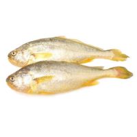 海天下 冷冻东海大黄鱼 2条装 500g