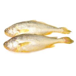 海天下 冷冻东海大黄鱼 2条装 500g
