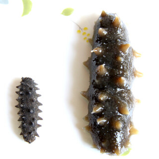 晓芹 大连淡干海参 45g 13-15只 海鲜干货