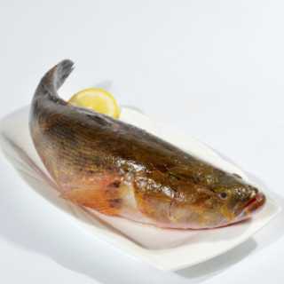 商品渔传播 活杀泰国笋壳鱼 500-600g 条 海鲜水产 活鱼现杀