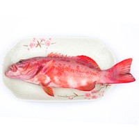 FISHERY PROPAGATION 印尼进口冰鲜东星斑 500-650g 1条 海鲜水产