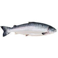 Gfresh 智利三文鱼整条（大西洋鲑）5-6kg 1条 可刺身 海鲜水产