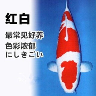 宠物活体 水族锦鲤 红白 65-70cm