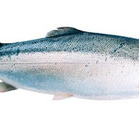 海购时代 智利冷冻三文鱼整条 6.5-7.0kg