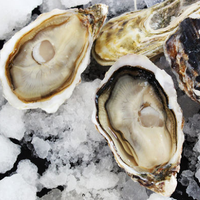 Oyster feast/蠔门盛宴 Oyster feast 蠔门盛宴 法国安芝莲生蚝 鲜活 N1 12只