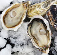 Oyster feast 蠔门盛宴 法国安芝莲生蚝 鲜活 N1 12只