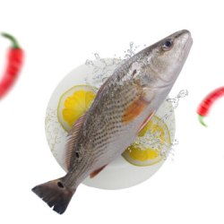 壹条鱻 冷冻三去美国红鱼 斑点尾鲈（去鳃去鳞去内脏） 450g *7件