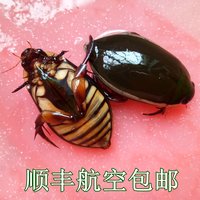 黑暗料理界——龙虱篇   