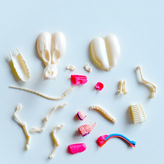 4DMASTER 艺术家系列 Jason Freeny气球狗解剖骨骼模型摆件