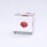 sola cube·麦藁菊植物标本立方体