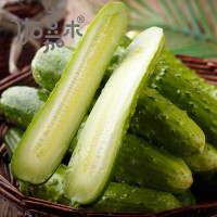 佑嘉木 水果小黄瓜/东北旱黄瓜 带箱6斤