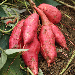 商品原味邦 新鲜板栗红薯 5斤