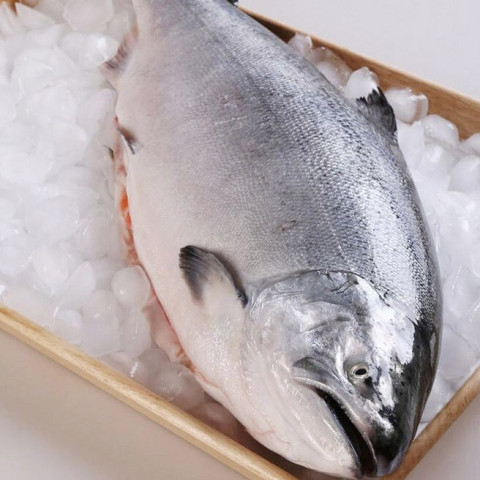 肴易食 新西兰冰鲜帝王鲑鱼 整条9斤 838元