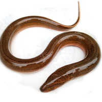 皇港世家 活杀湖北黄鳝 500g