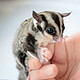 宠物活体：澳洲蜜袋鼯宝宝 网红宠物