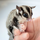 宠物活体：澳洲蜜袋鼯 幼崽睡鼠