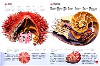 《DK儿童科普书系：鱼+虫》(套装共2册)