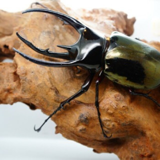 商品水族大师南洋大兜虫l1幼虫