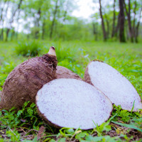 灌优 广西荔浦芋头 5斤 约4个装