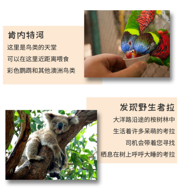 坐直升飞机观12门徒!澳大利亚墨尔本大洋路一日游