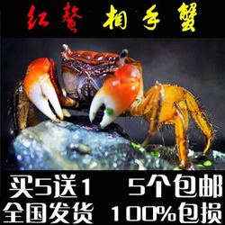 将军蟹迷你蟹辣椒蟹