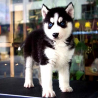 HCK蓝眼三火 哈士奇幼犬