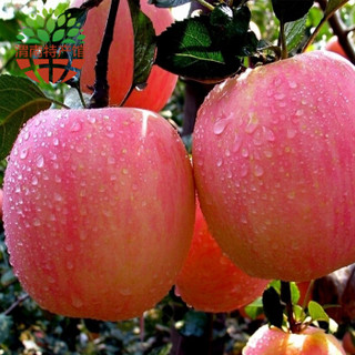 秦渭 陕西特产 白水苹果 (普通装22个、5kg)
