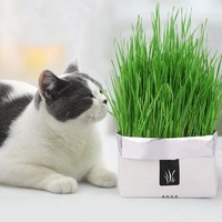 宠物肠胃养护必备清单,蹿稀莫慌!内有干货