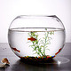 移动专享：鱼之家 宠物水族 球型玻璃鱼缸 20cm腰径 送彩石+渔捞