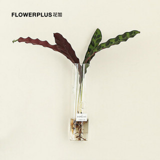 FlowerPlus 花加 水雾森林盆栽 4株