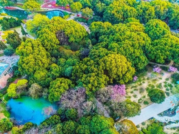 5000株梅海美爆！30分钟车程睡进太湖畔法式双子塔酒店！无锡新湖铂尔曼酒店2晚度假套餐