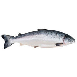 冰鲜 Gfresh 智利三文鱼整条 5-6kg 1条 可刺身 海鲜水产 *2件