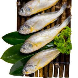 渔港 冷冻渤海小黄鱼 1200g 24-30条