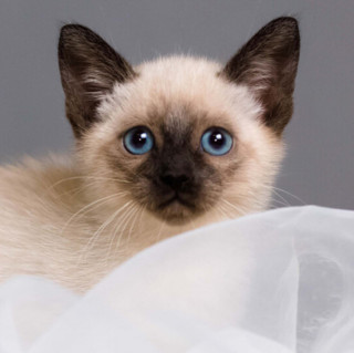 商品泰国暹罗猫 海豹重点色