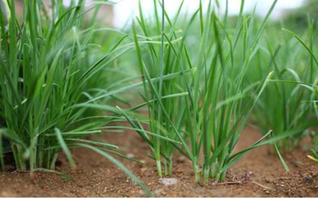 逛吃逛吃 3、4月好吃又好玩的国内目的地