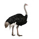 宠物活体：小鸵鸟-非洲鸵鸟苗-1年达200斤,公鸟成年300斤,母240斤-运输包活