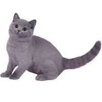 宠物活体：英国短毛猫蓝猫 蓝胖子 猫咪活体幼崽