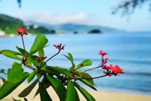 坐拥“中国八大最美海岸之一”的金沙湾，深圳开车1h即达的东南亚式海边度假！深圳佳兆业万豪酒店1晚套餐