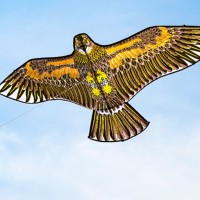 丽达 潍坊风筝 1.6米平鹰款 配30米线板