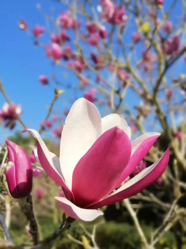 全球生态度假村50强，踏青赏花正当时！惠州 南昆山十字水生态度假村 别墅套房2间夜套餐