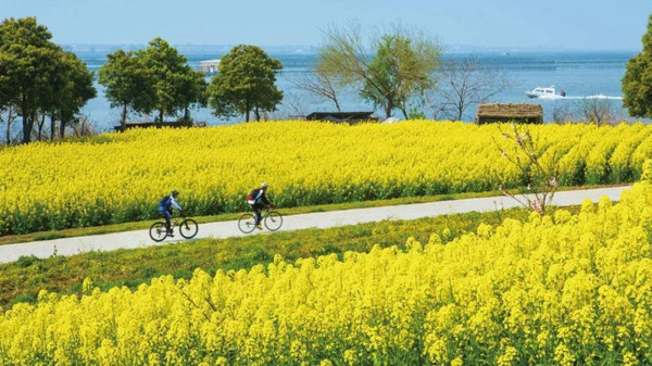 直面阳澄湖景，赏数百亩油菜花海！苏州阳澄喜柯大酒店1-2晚套餐（美食/景区任选