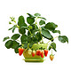 四季草莓苗 阳台盆栽    6棵草莓苗+6个盆套餐