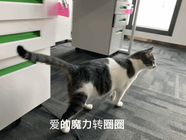 高清无码猫片!5元买的撸猫手套