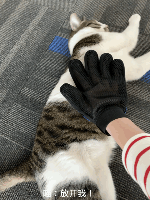 高清无码猫片!5元买的撸猫手套