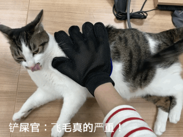 高清无码猫片!5元买的撸猫手套