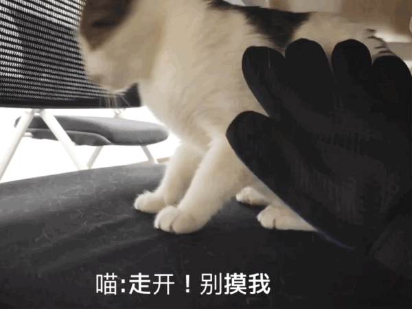 高清无码猫片!5元买的撸猫手套
